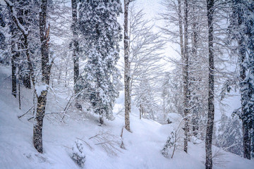 Winter Mountain landscape at the Rosa Khutor ski resort in Sochi, Russia.