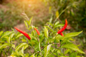 Red chilli peppers in the organic garden farm