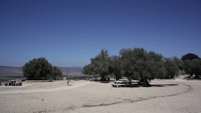 Picnic area with many olive trees, Galilee mountains, Israel