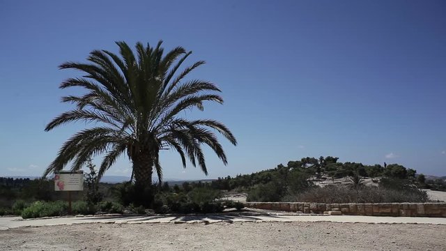 Palm date tree blows in the wind on a hot summer day, Israel