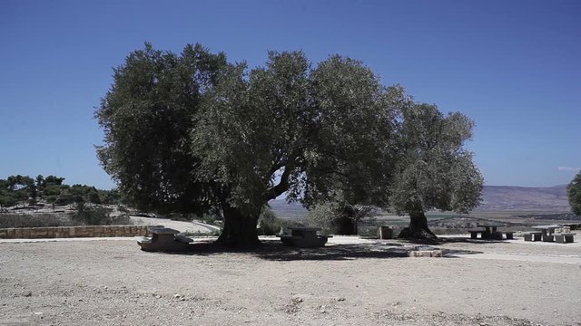 Two old ancient olive trees move in the wind, Galilee, Israel