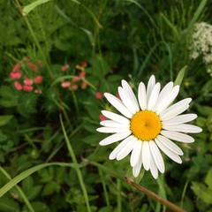 Fototapeta premium daisy in the grass
