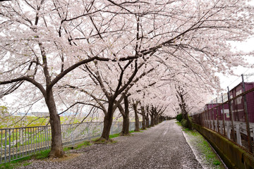 摂津市新幹線公園の桜