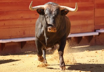 spanish bull in the bullring