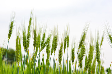 Fototapeta premium Close up of young green wheat on the field