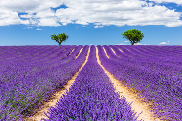 Naklejka na ściany i meble Provence, France. Lavender fields on the Plateau of Valensole.