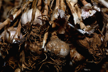 Dried garlic bunch hanging on the wall in the kitchen