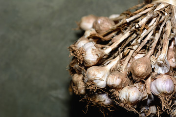Dried garlic bunch hanging on the wall in the kitchen