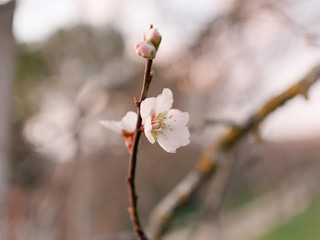The first flowers that spring