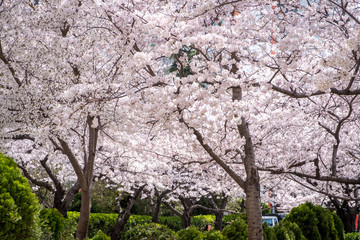 Blooming sakura in South Korea, Busan