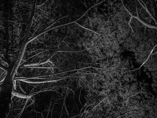 Intertwining of night tree branches