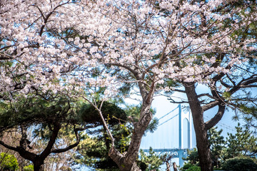 Blooming sakura in South Korea, Busan