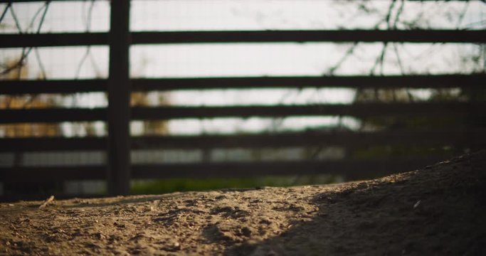 Adult red-necked wallaby hopping away at sunset on a farm. BMPCC 4K