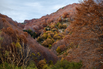 Autumn Season in the mountains, Colorful trees on the Volcano Etna, Sicily, Italy