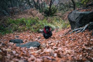 Cocker spaniel walking in the woods, dry leaves on the ground