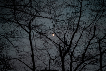 Beautiful moon among the dry branches of the trees at sunset