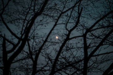 Beautiful moon among the dry branches of the trees at sunset