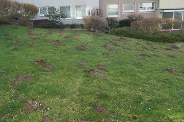 Molehilles. The damaged lawn is the result of European Mole's activity. This little cute cheeky pest.