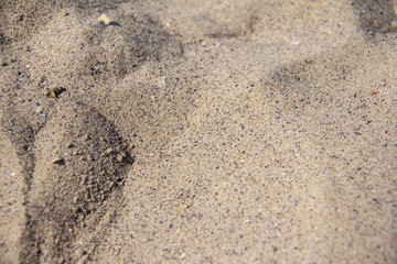 Sea beach texture, sand, shells, background, texture