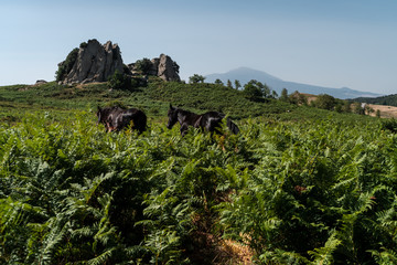 Wild horses grazing on the green prairie, Sicilian countryside, field of wild ferns