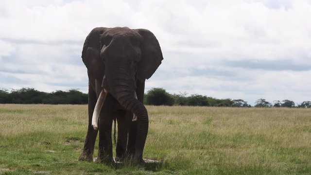 African Elephant (Loxodonta africana)  big bull dripping urine while half a sleep.