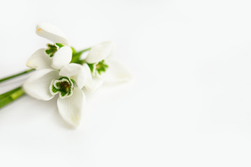 Three snowdrop flowers isolated on white background