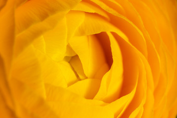 Blüte einer gelben Ranunkel