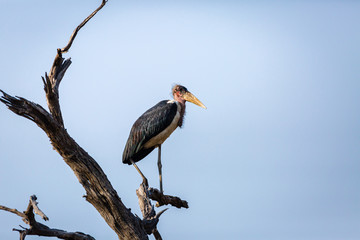 Marabu