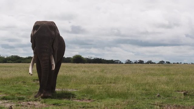 African Elephant (Loxodonta africana)  big bull  passing by camera, dripping urine in his musth periode