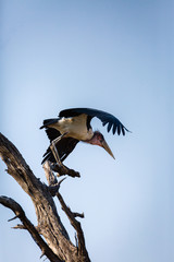 Marabu