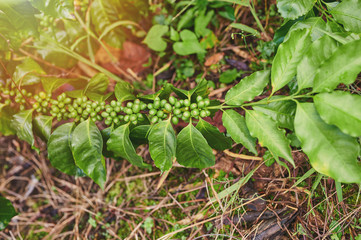 Growing coffee on plant tree