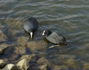 Blässhuhn,Ralle,Coot,Wasservogel,Waterfowl