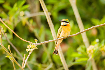Little Bee Eater