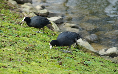 Blässhuhn,Ralle,Coot,Wasservogel,Waterfowl