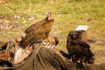 White back Vulture