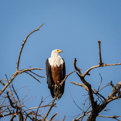 African Fish Eagle