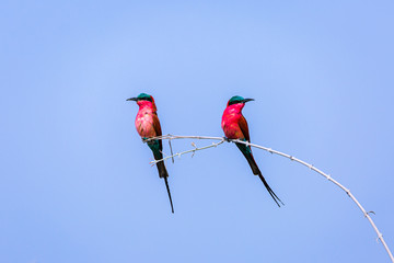 Carmin Bee Eater