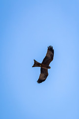 Yellow Billed Kite