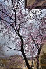 京都府庁旧本館の桜
