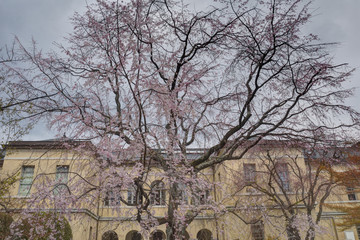 京都府庁旧本館の桜