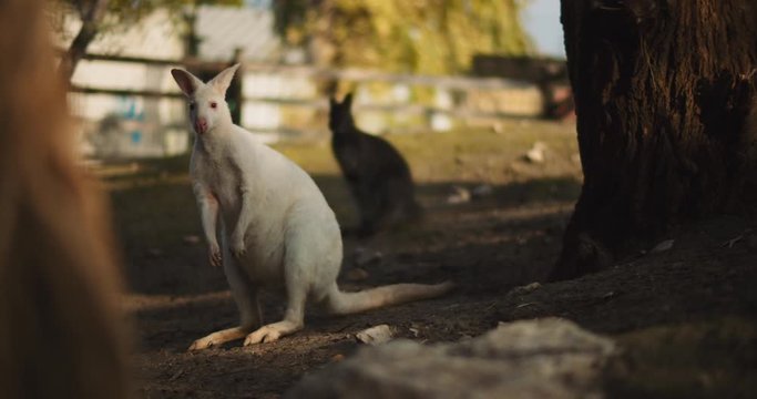 Adult albino red-necked wallaby on a farm, long shot. BMPCC 4K