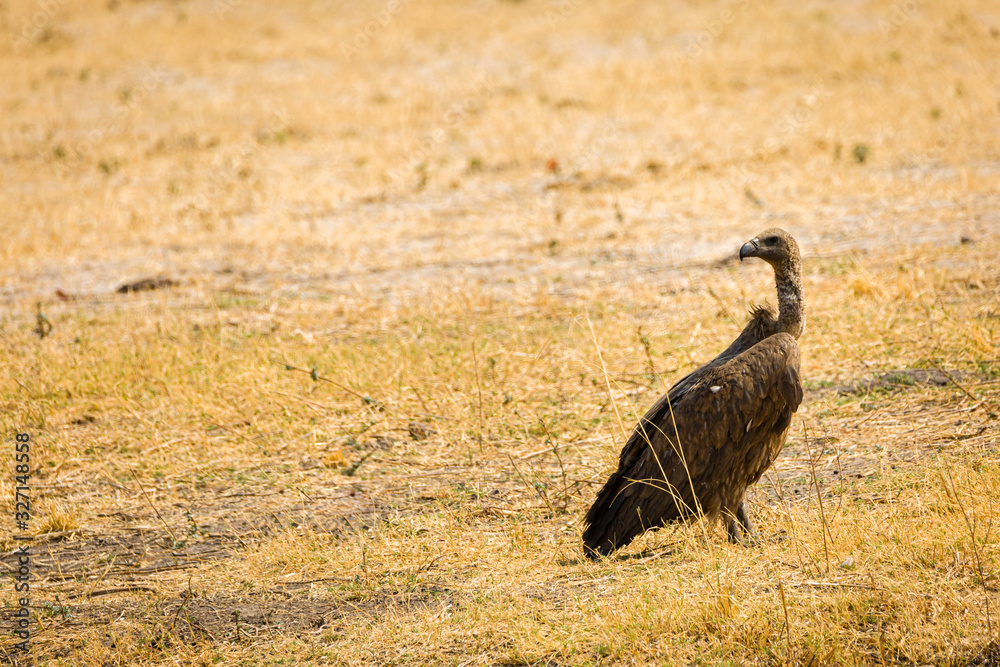 Wall mural White Backed Vulture