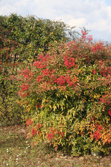 Fototapeta na wymiar Nandina domestica bush with ripe red berries in the garden. Heavenly bamboo on winter season