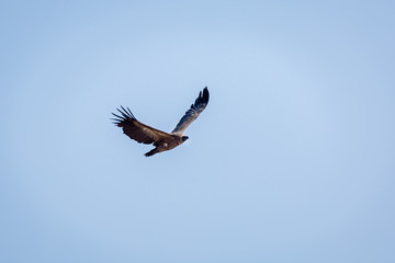 White backed Vulture