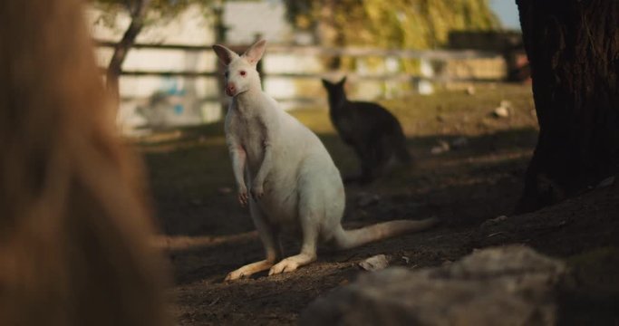 Adult albino red-necked wallaby on a farm, long shot. BMPCC 4K