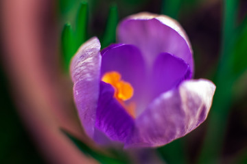 Purple spring crocus flower macro closeup with selective focus. Spring background with flowering violet crocus. Crocus Iridaceae. Flower with water drops.