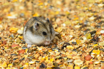 One Djungarian dwarf hamster is sitting on its hind legs and eating the dry food.