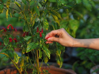 hand picking tomatoes in garden