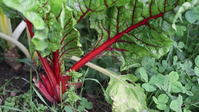 Garden rhubarb grows in a lush green organic vegetable garden, close up
