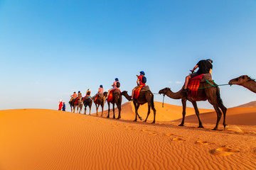 Camel caravan at sunset in the Sahara desert. - obrazy, fototapety, plakaty